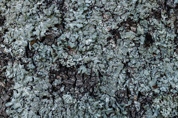 Old bark of pine tree. Natural background texture.