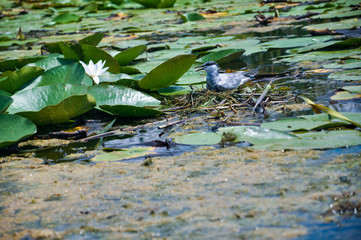 Birds in the Danube Delta