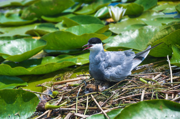 Birds in the Danube Delta