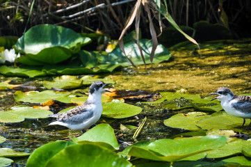 Birds in the Danube Delta