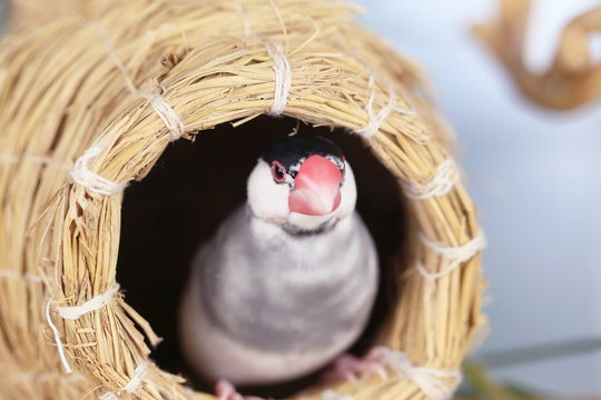 桜文鳥 の画像 114 件の Stock 写真 ベクターおよびビデオ Adobe Stock