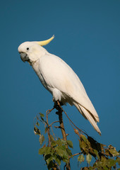 Sulphur Crested Cockatoo