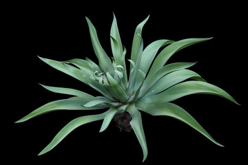 Agave plant isolated on black backgroumd. clipping path. Agave plant tropical drought tolerance has sharp thorns.