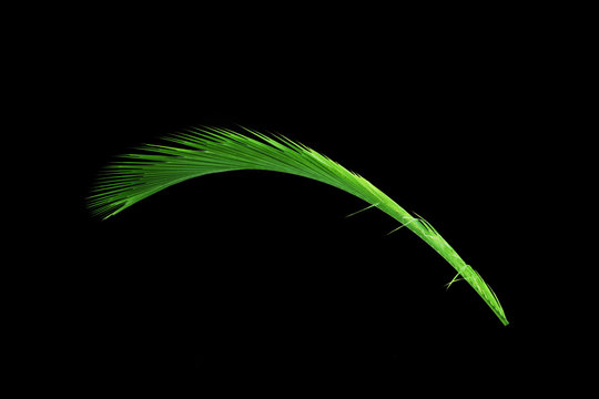 Green leaves of palm tree isolated on black background