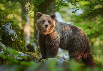 Wild brown bear (Ursus arctos) close up - obrazy, fototapety, plakaty