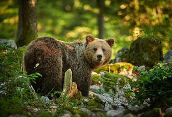 Wild brown bear (Ursus arctos) close up
