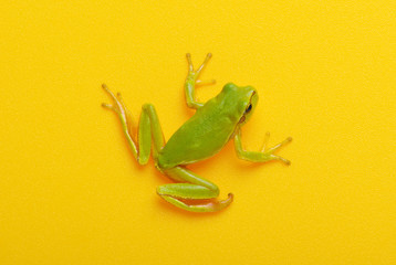 Green tree frog