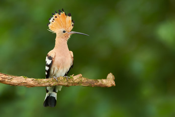 Eurasian Hoopoe or Common hoopoe (Upupa epops)