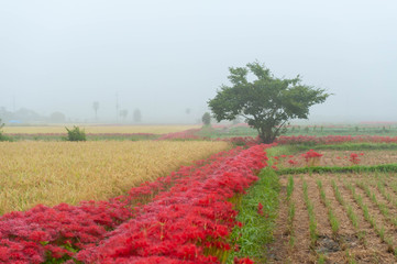 朝霧の亀岡で綺麗に並んで咲いている彼岸花