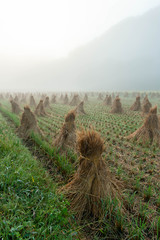 濃い朝霧に包まれた収穫後のオブジェ