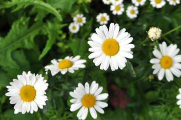 Fototapeta premium Meadow of wild or white chamomile flowers.