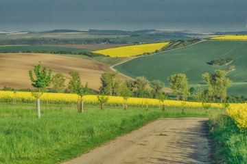 row of trees, spring on the fields of picturesque Moravian hills, flourishing fields of rape,...
