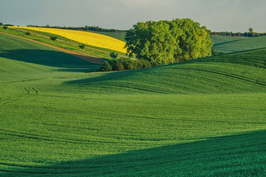 the spring landscape of the Moravian fields, a large tree of refuge of birds and moisture, fields sown with cereals, peas and rape, various shades of green