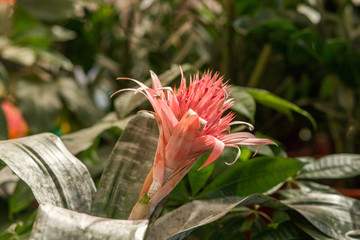 Pink bloom of tropical plant Aechmea fasciata