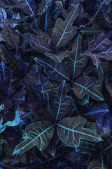 Tropical leaves pattern in blue color of Codiaeum plant