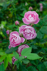 pink roses detail