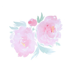 Hand drawn watercolor pink flowers of peony on white isolated background