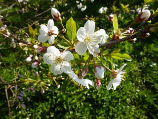 white flowers in the garden