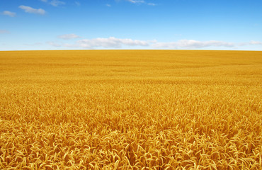 Golden wheat field