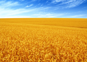 Wheat field and sun
