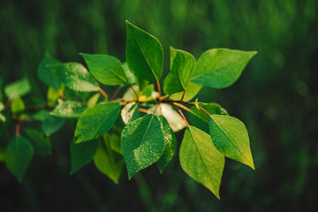 Beautiful poplar branch with dew close-up. Vivid green leaves of poplar tree with droplets on bokeh background. Scenic natural backdrop of rich greenery with copy space. Colorful plant in sunlight.