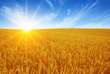 Naklejka premium Wheat field and sun