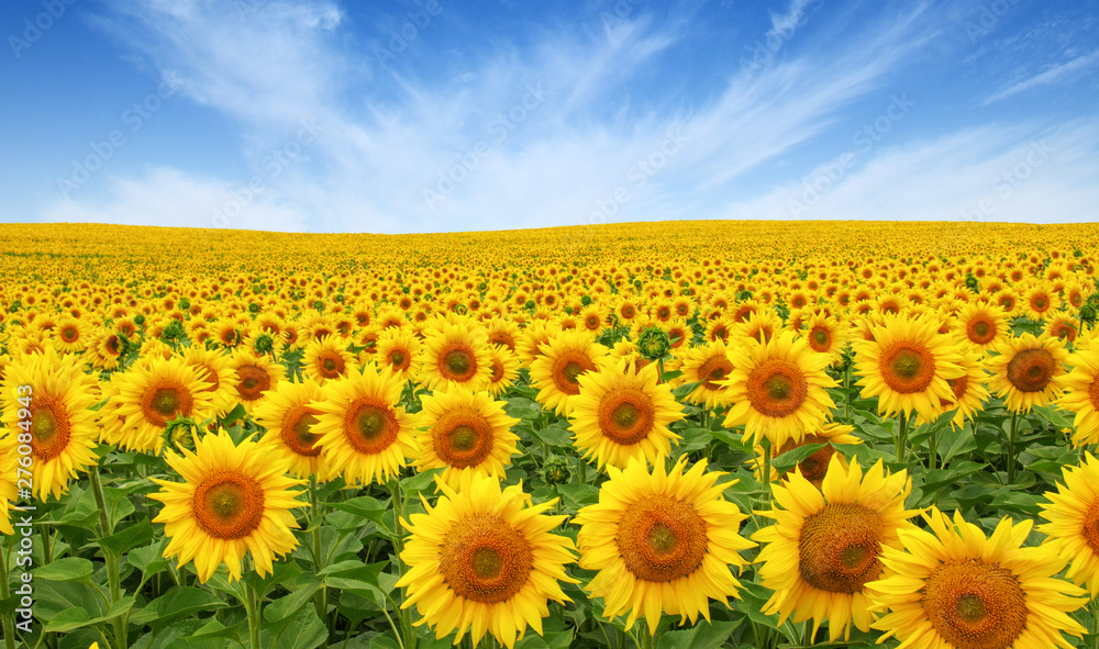 Canvas Prints sunflowers field on sky