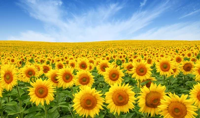 Poster Im Rahmen Sonnenblumenfeld am Himmel © Alekss