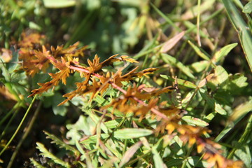 Autumn plant in close up