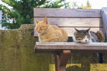 猫
