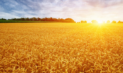 Golden wheat field with blue sky