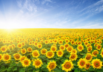 Obraz premium field of sunflowers