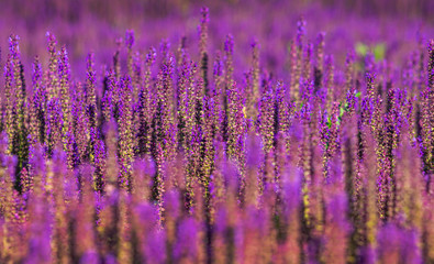 Naklejka na ściany i meble Lavendel Feld Hintergrund violet lila blühen