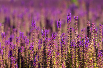 Lavendel Feld Hintergrund violet lila bl&uuml;hen