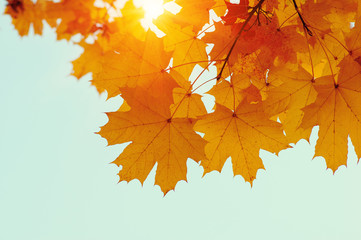 Autumn leaves on the sun