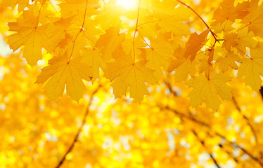  Autumn leaves on blurred nature background.