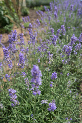 Fototapeta premium Blooming beautiful flowers of Lavender or Lavandula swaying in the wind on the field. Harvest, perfume ingredient, aromatherapy.