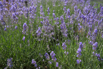 Obraz premium Blooming beautiful flowers of Lavender or Lavandula swaying in the wind on the field. Harvest, perfume ingredient, aromatherapy.