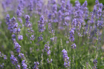 Fototapeta premium Blooming beautiful flowers of Lavender or Lavandula swaying in the wind on the field. Harvest, perfume ingredient, aromatherapy.