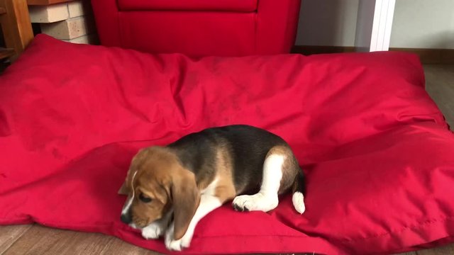 Dog "Beagle" in the house. Purebred dog brown color. Puppy on a red background - image