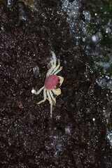 Gubernatoriana longipes, freshwater crab, Amboli, Sawantwadi, Maharashtra