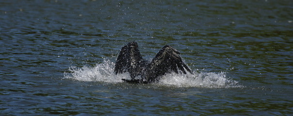 鵜の水浴び