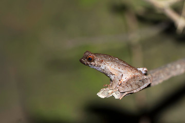 Naklejka premium Horned frog, Megophrys ancrae, Namdapha Tiger Reserve, Arunachal Pradesh, India