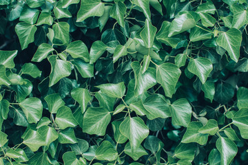 Green leaf surface.