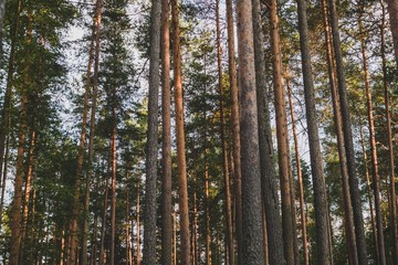 Pine trees in forest