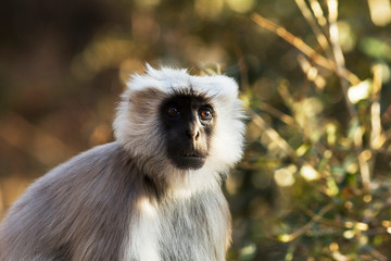 Tarai grey langur,  Semnopithecus hector, Sattal, Uttarakhand, India