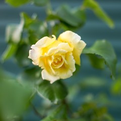 Yellow rose grow in the summer garden