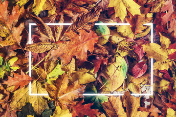 Neon light frame in colorful autumn leaves