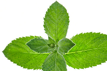 Mentha