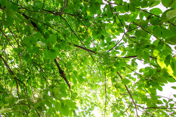 green leaves on the green backgrounds in sunny day.